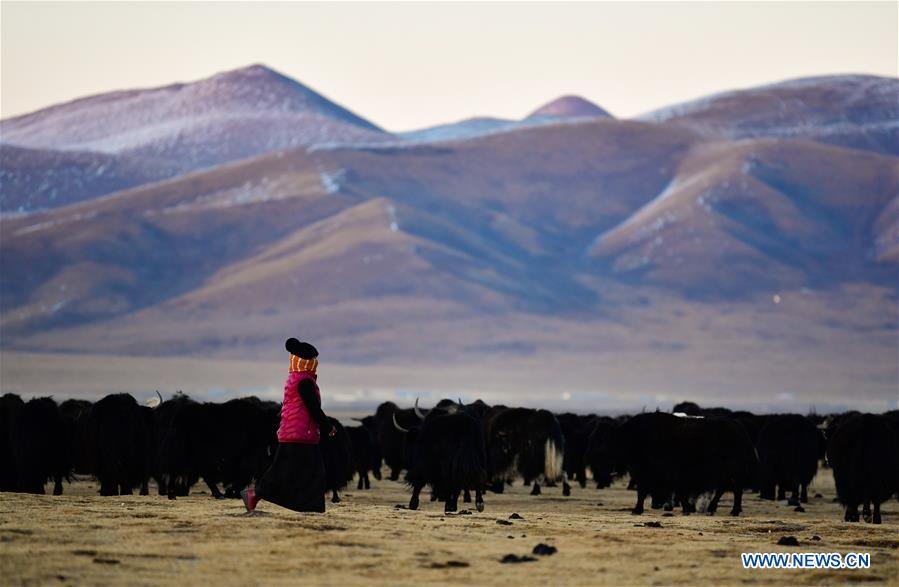 CHINA-QINGHAI-JIATANG GRASSLAND-HUSBANDRY (CN)