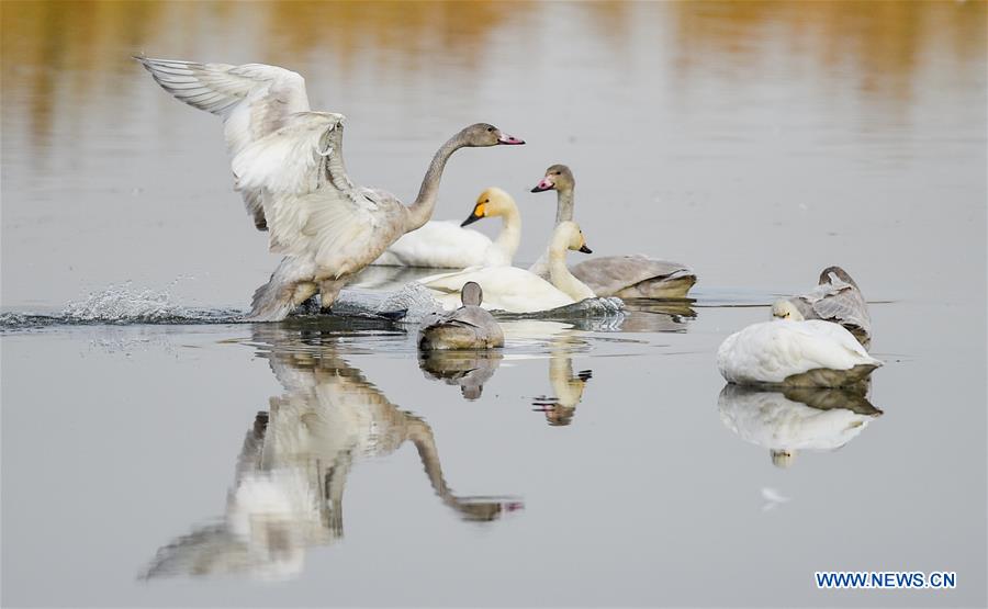 CHINA-INNER MONGOLIA-SWAN (CN)