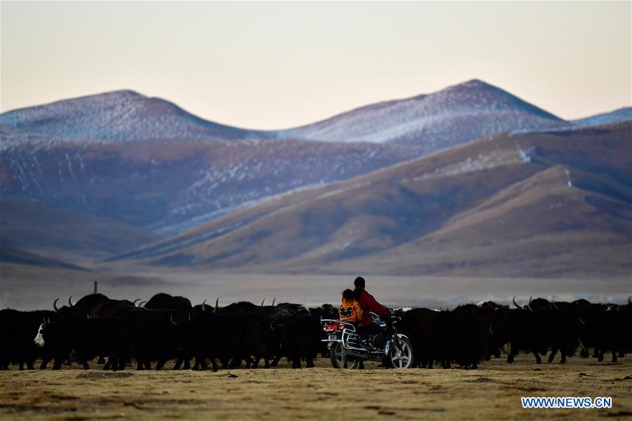 CHINA-QINGHAI-JIATANG GRASSLAND-HUSBANDRY (CN)