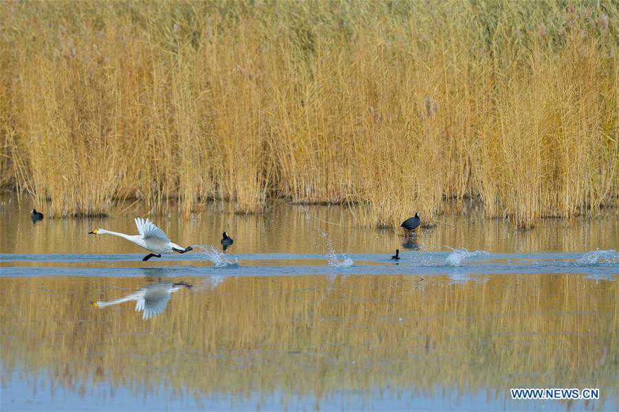 CHINA-INNER MONGOLIA-SWAN (CN)