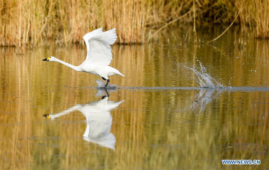 CHINA-INNER MONGOLIA-SWAN (CN)