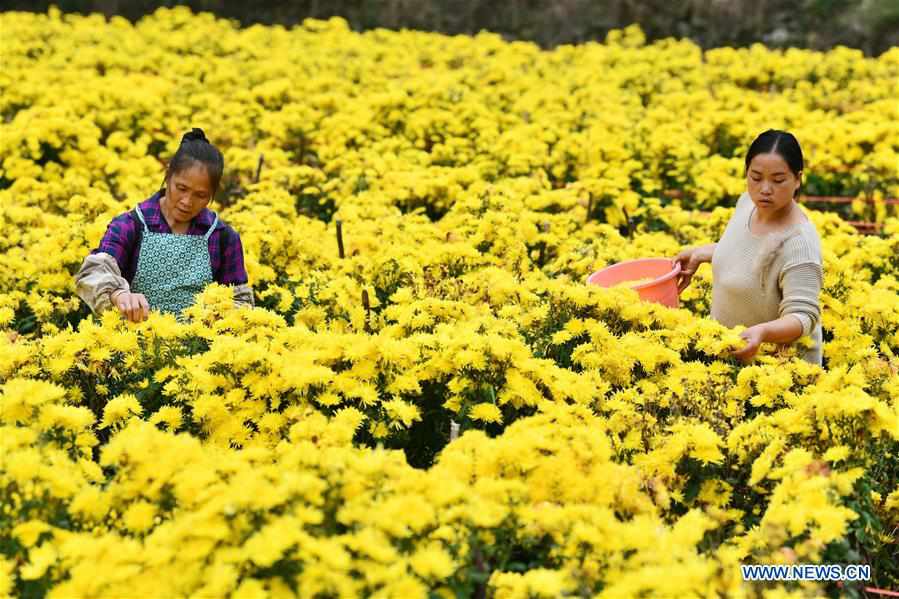 CHINA-GUIZHOU-LONGLI-CHRYSANTHEMUM-POVERTY ALLEVIATION (CN)