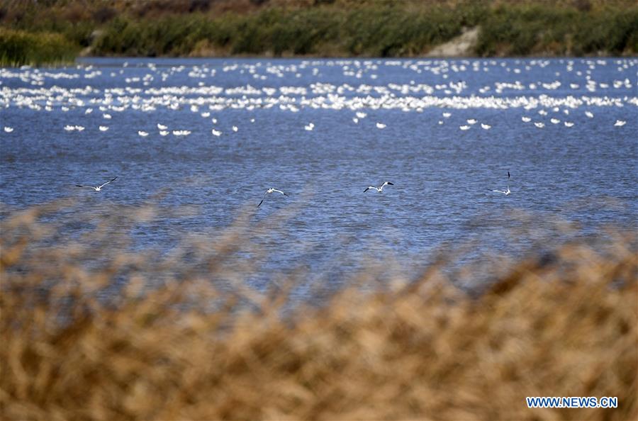 CHINA-TIANJIN-MIGRANT BIRDS (CN)