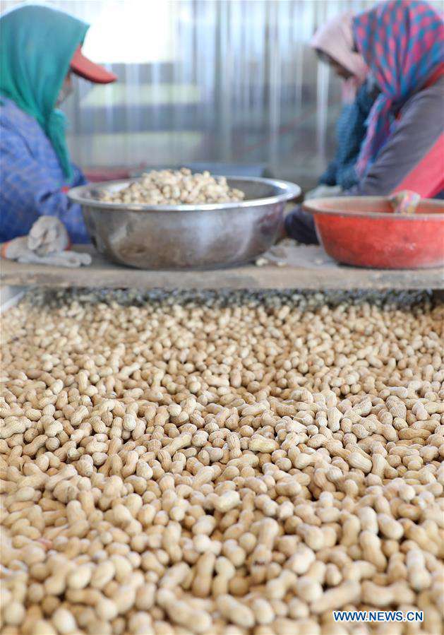 CHINA-LIAONING-JINZHOU-PEANUTS-PROCESSING (CN)