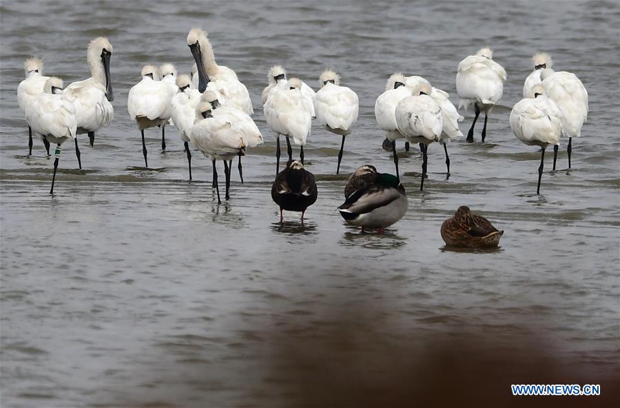 CHINA-FUJIAN-MINJIANG RIVER-ESTUARY WETLAND (CN) 