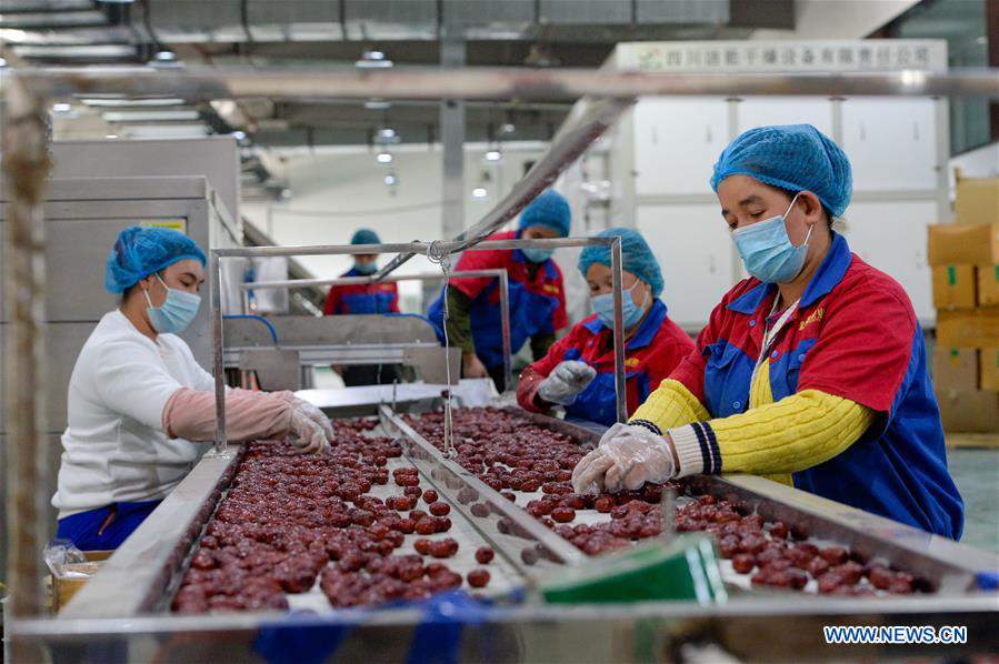 CHINA-XINJIANG-RED JUJUBE-HARVEST (CN)