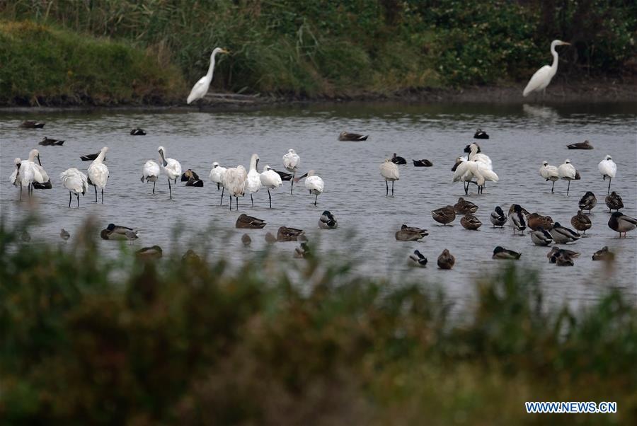 CHINA-FUJIAN-MINJIANG RIVER-ESTUARY WETLAND (CN) 