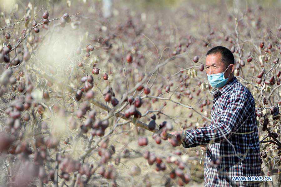 CHINA-XINJIANG-RED JUJUBE-HARVEST (CN)