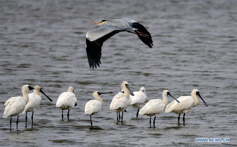 CHINA-FUJIAN-MINJIANG RIVER-ESTUARY WETLAND (CN) 