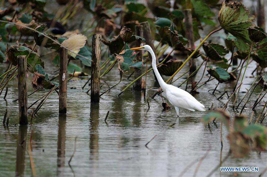 CHINA-FUJIAN-MINJIANG RIVER-ESTUARY WETLAND (CN) 