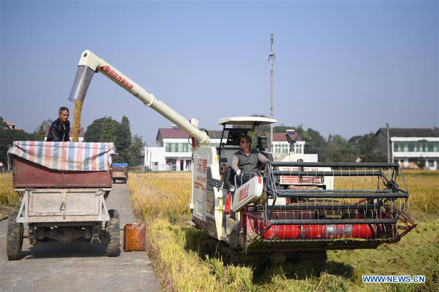 CHINA-HUNAN-YIYANG-PADDY RICE-HARVEST (CN)