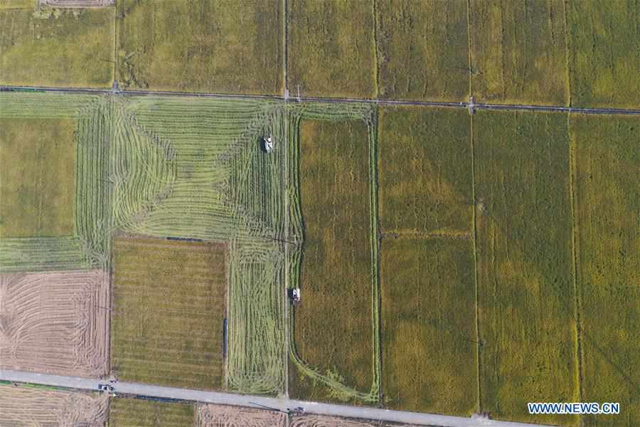 CHINA-HUNAN-YIYANG-PADDY RICE-HARVEST (CN)