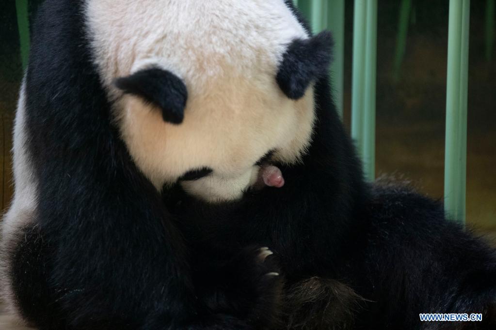 Giant panda in French zoo gives birth to female twins