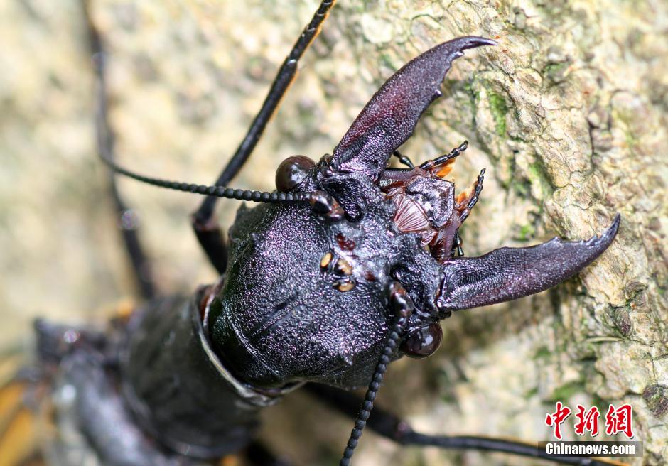 四川发现世界最大水栖昆虫—越中巨齿蛉【2】