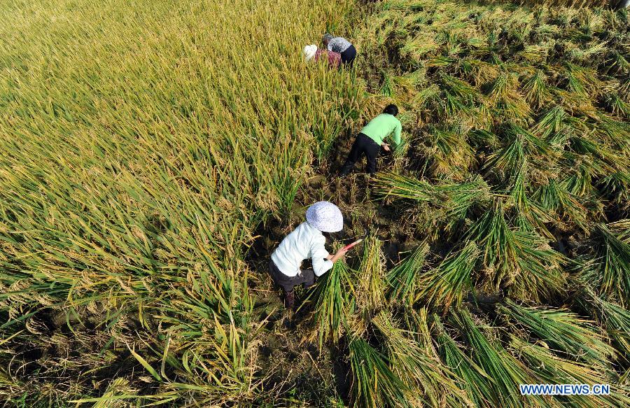 CHINA-HUNAN-HYBRID RICE-PRODUCTION-RECORD (CN)