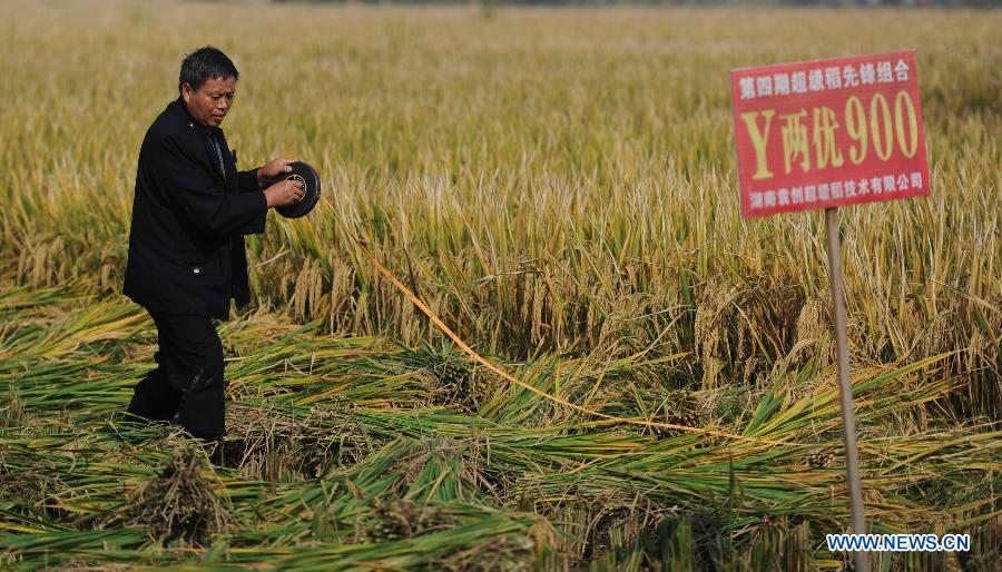 CHINA-HUNAN-HYBRID RICE-PRODUCTION-RECORD (CN)