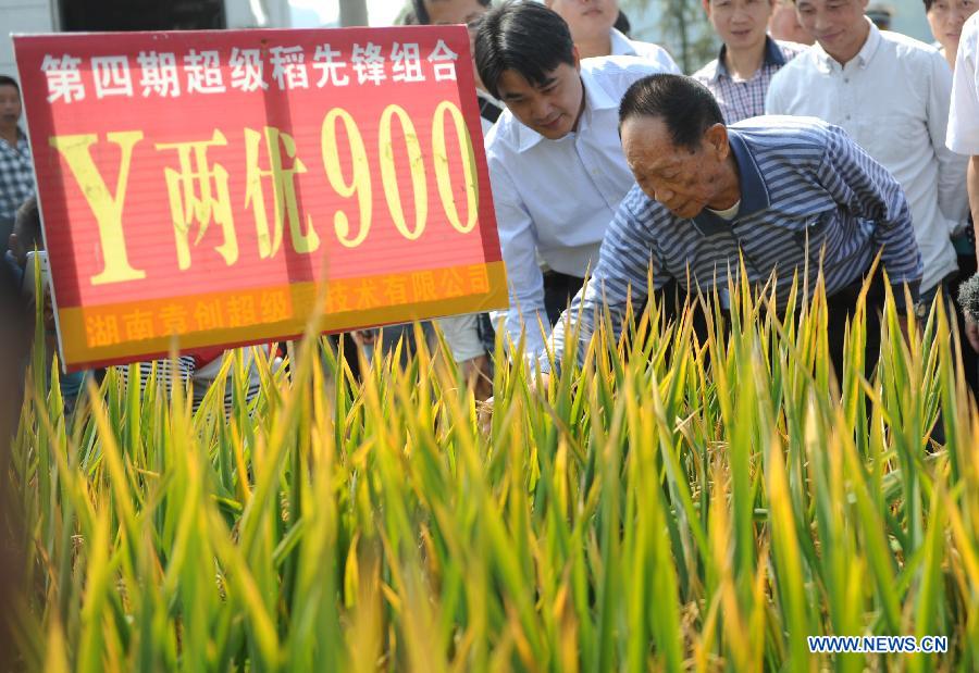 CHINA-HUNAN-HYBRID RICE-PRODUCTION-RECORD (CN)