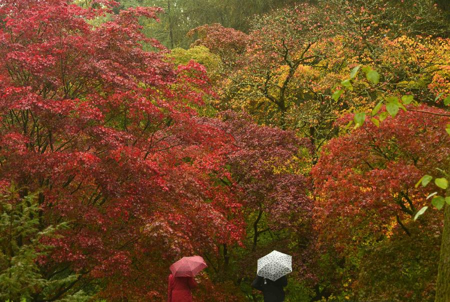 Visitors view the autumn foliage of acer trees in the Old Arboretum at Westonbirt in south west England October 14, 2014. The Japanese maples are some of the first species to turn red and orange at this famous tree collection, originally planted out in the nineteenth century Victorian heyday of plant hunting. 