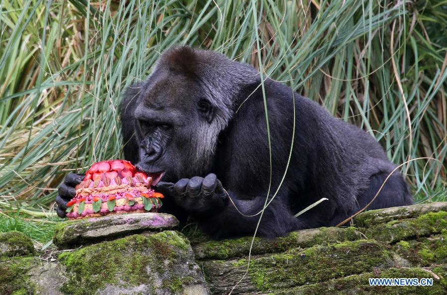 London Zoo's oldest female gorilla Zaire enjoys her birthday cake at London Zoo in London, Britain, on Oct. 23, 2014.