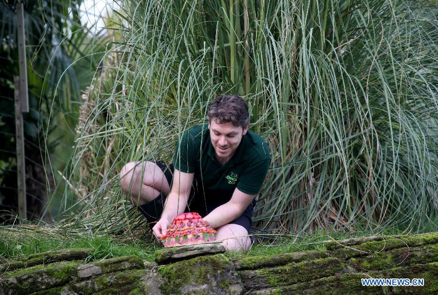 Gorilla Keeper Glynn Hennessy puts the special birthday cake for London Zoo's oldest female gorilla Zaire at London Zoo in London, Britain, on Oct. 23, 2014.