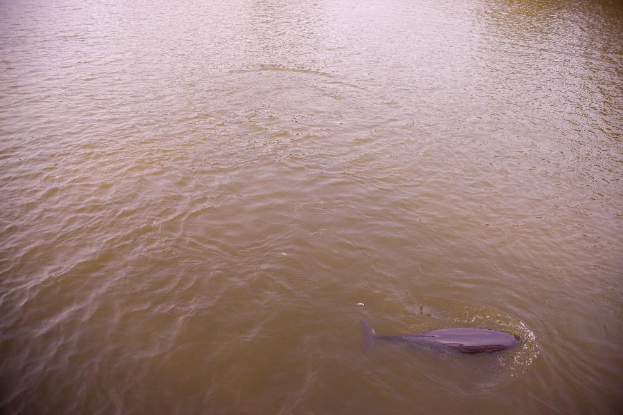 CHINA-ANHUI-TONGLING-FRESHWATER DOLPHINS (CN)