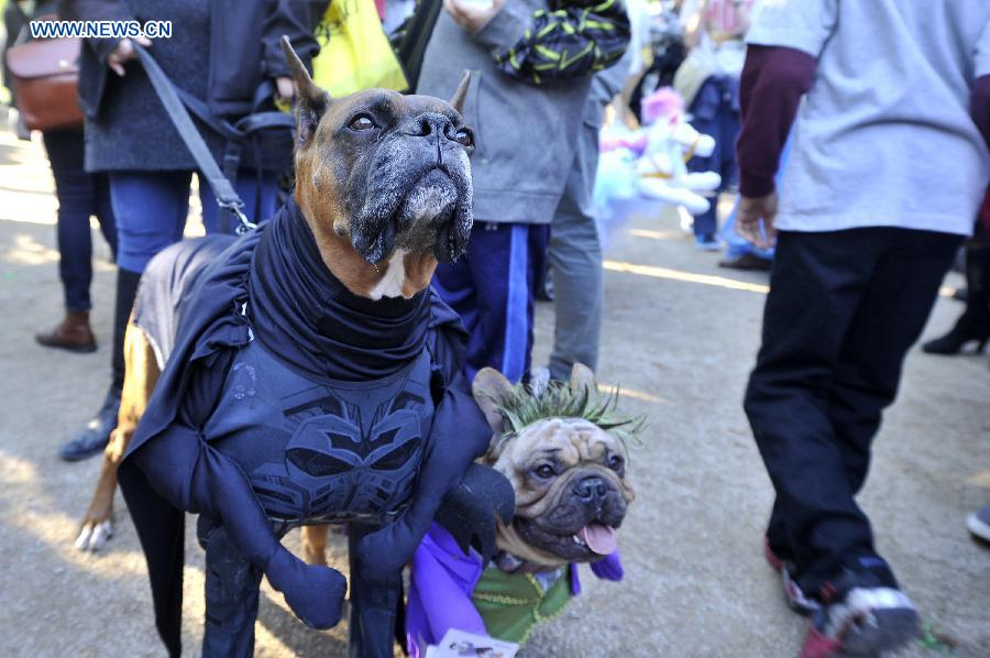 Annual Halloween Dog Parade held in NYC