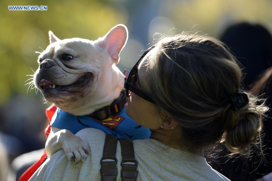 Annual Halloween Dog Parade held in NYC