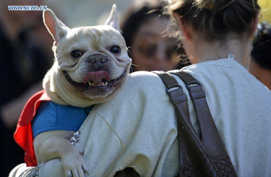 Annual Halloween Dog Parade held in NYC