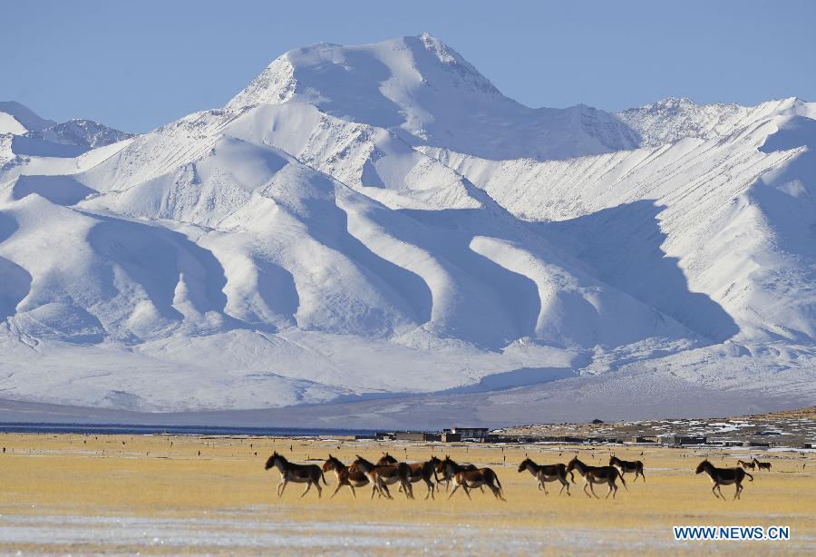 CHINA-TIBET-ALI-WILDLIFE-PROTECTION (CN)