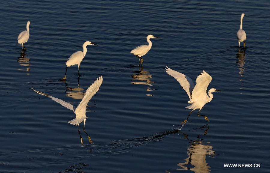 A flock of water birds look for food in the Geziwo Park within the Beidaihe scenic area in Qinhuangdao, north China's Hebei Province, Oct. 27, 2014. The Beidaihe scenic area has entered its best season for birdwatching, as over 400 bird species make their stop here during their annual winter migration. 