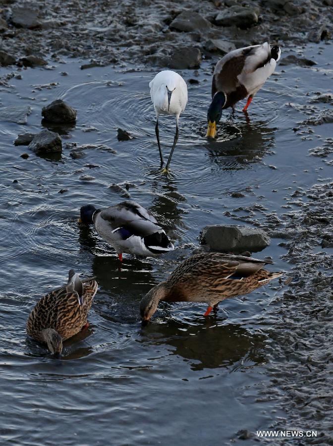 A flock of water birds look for food in the Geziwo Park within the Beidaihe scenic area in Qinhuangdao, north China's Hebei Province, Oct. 27, 2014. The Beidaihe scenic area has entered its best season for birdwatching, as over 400 bird species make their stop here during their annual winter migration. 