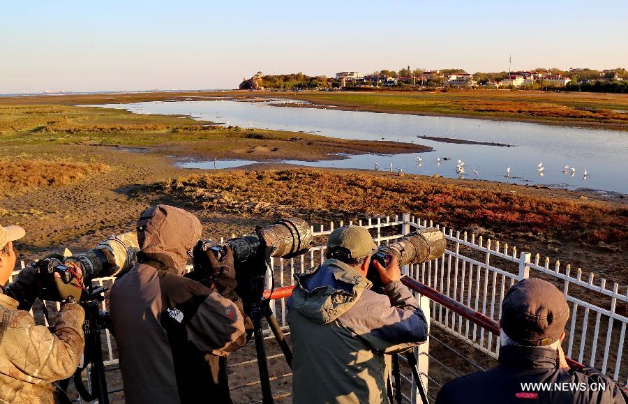 Bird lovers take photos of water birds in the Geziwo Park within the Beidaihe scenic area in Qinhuangdao, north China's Hebei Province, Oct. 27, 2014. The Beidaihe scenic area has entered its best season for birdwatching, as over 400 bird species make their stop here during their annual winter migration.