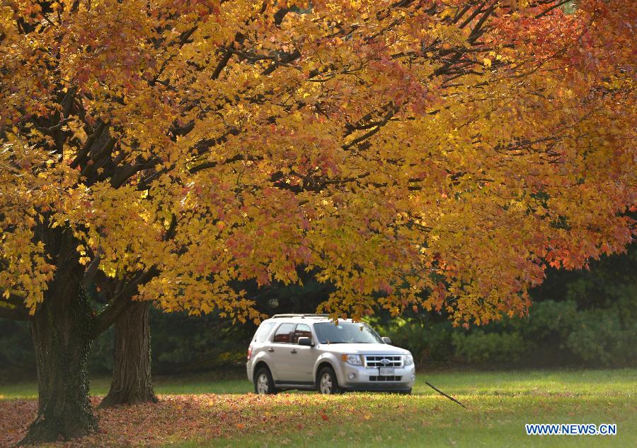 In pictures: fall foliage in in Washington D.C., capital of US