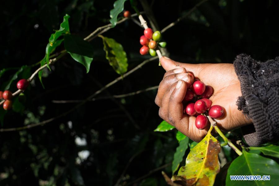 A farmer picks coffee beans in Los Cacaos Municipality of San Cristobal Province, the Dominican Republic, Oct. 28, 2014. 