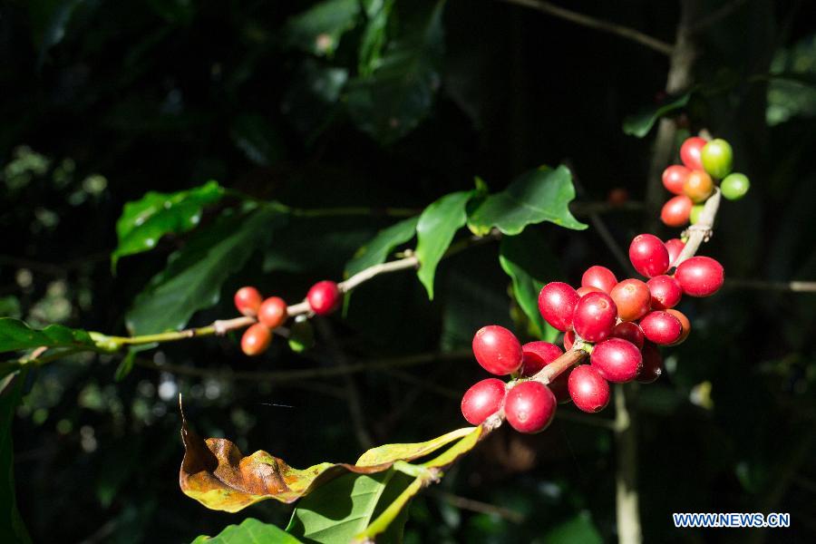 Coffee beans are seen in this photo taken on Oct. 28, 2014 in Los Cacaos Municipality of San Cristobal, the Dominican Republic. 