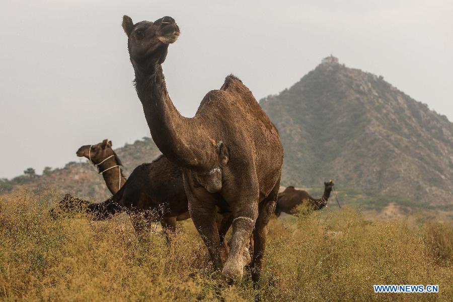 Camels are seen at a market on the day before the Camel Festival in Pushkar of Rajasthan, India, Oct. 30, 2014. 