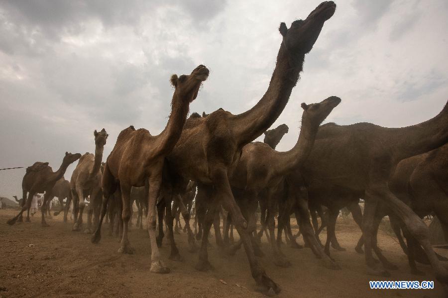 Camels are seen at a camel market on the day before the Camel Festival in Pushkar of Rajasthan, India, Oct. 30, 2014.