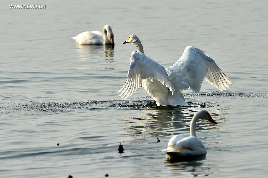 CHINA-SHANXI-PINGLU-SWANS (CN)