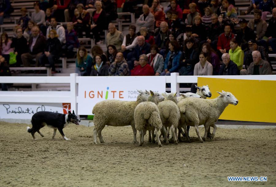 CANADA-TORONTO-AGRICULTURAL WINTER FAIR