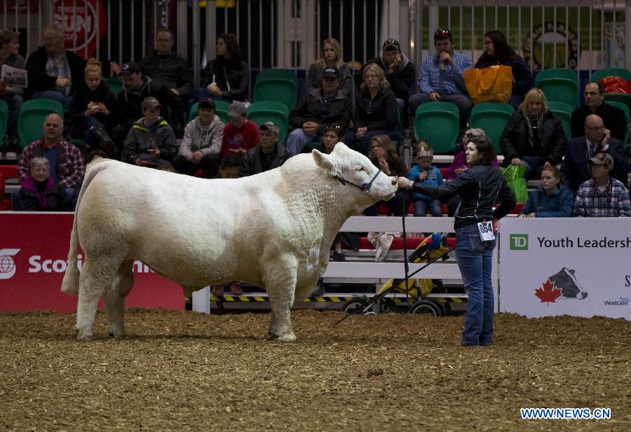 CANADA-TORONTO-AGRICULTURAL WINTER FAIR