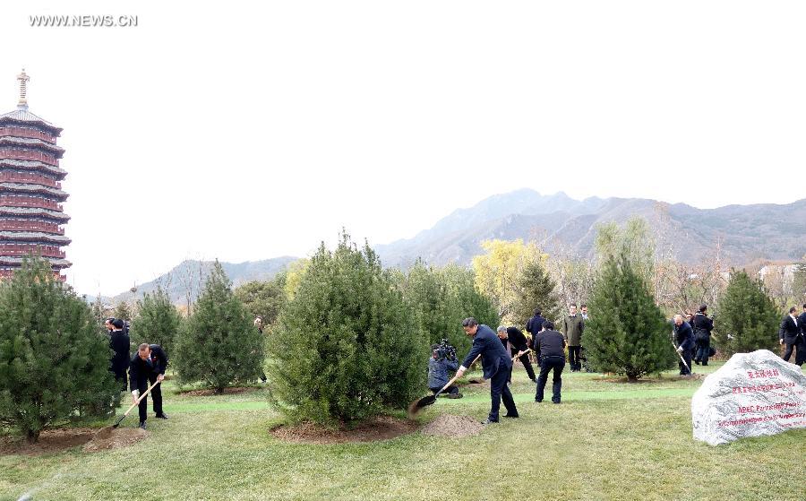 (APEC 2014) CHINA-BEIJING-ECONOMIC LEADERS’ MEETING-TREES (CN)