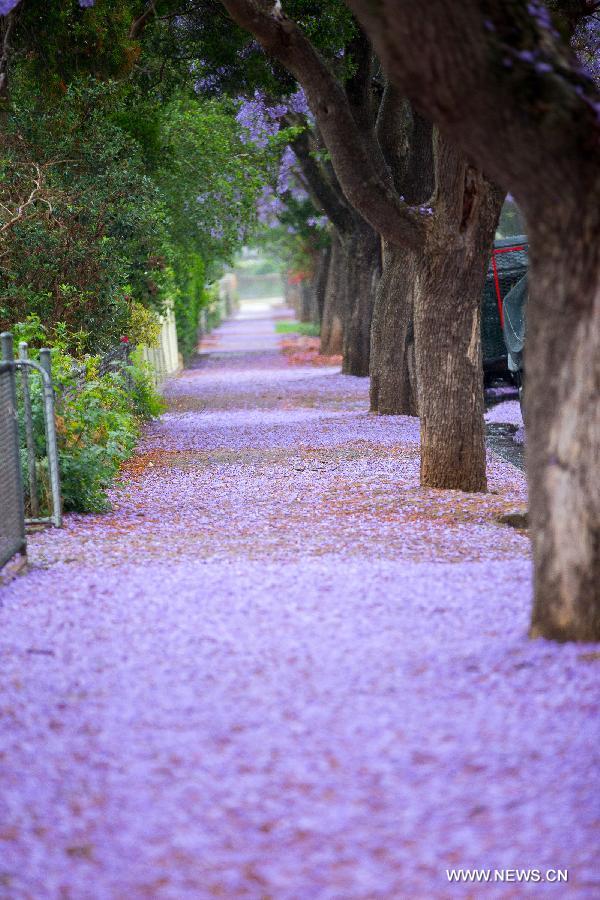 Streets are covered with Jacaranda flowers in Adelaide, Australia, Nov. 22, 2014.