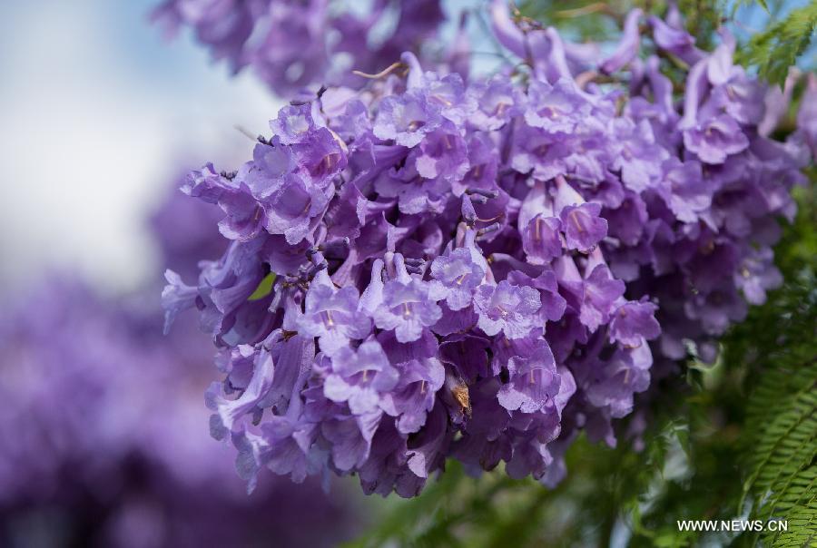 Purple flowers of Jacaranda blossom in Adelaide, Australia, Nov. 21, 2014. 