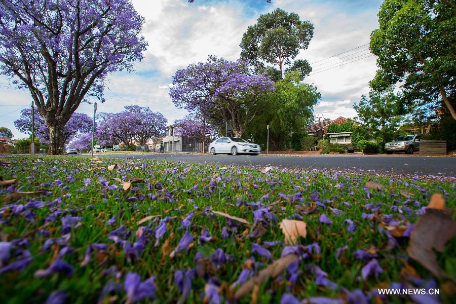 Purple flowers of Jacaranda blossom in Adelaide, Australia, Nov. 21, 2014.