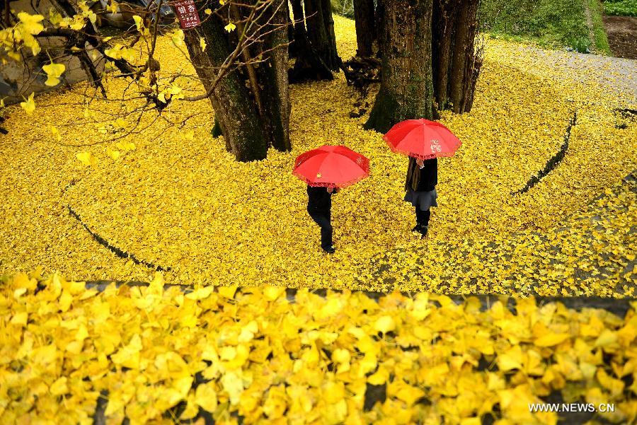 The old gingko tree, which is more than 1,500 years old, is over 30 meters high with a perimeter of 18 meters.