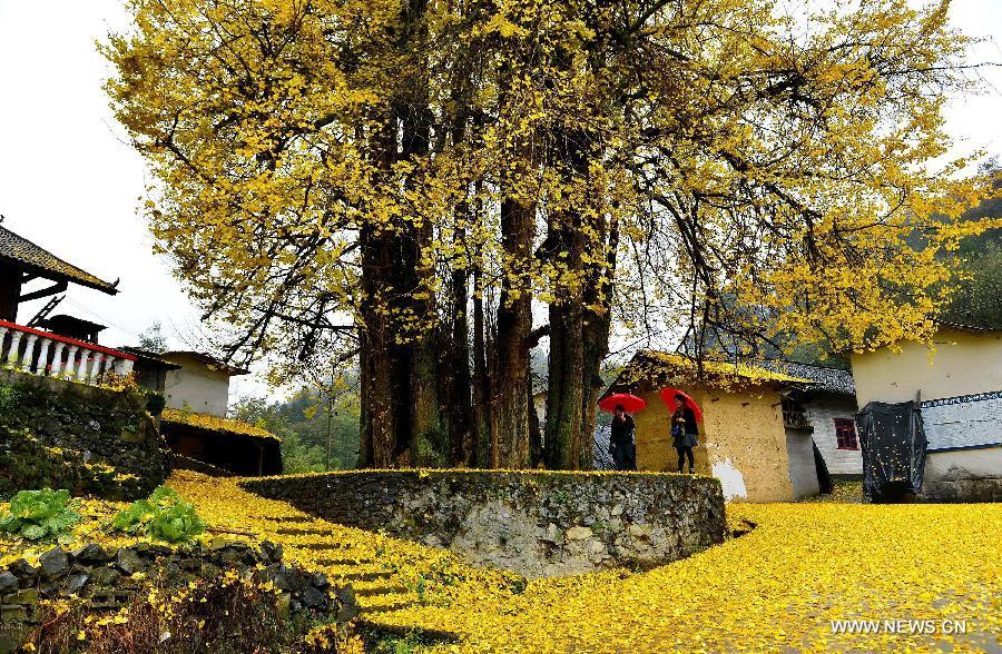 The old gingko tree, which is more than 1,500 years old, is over 30 meters high with a perimeter of 18 meters.