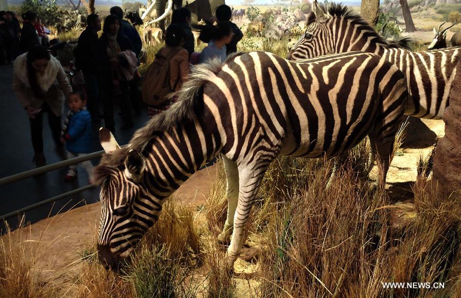 Visitors watch wild animal specimens donated by American philanthropist Kenneth E Behring at Shandong Museum in Ji'nan, capital of east China's Shandong Province, Nov. 25, 2014.