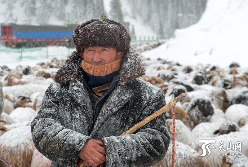 实拍新疆哈萨克牧民在风吹雪中转场2