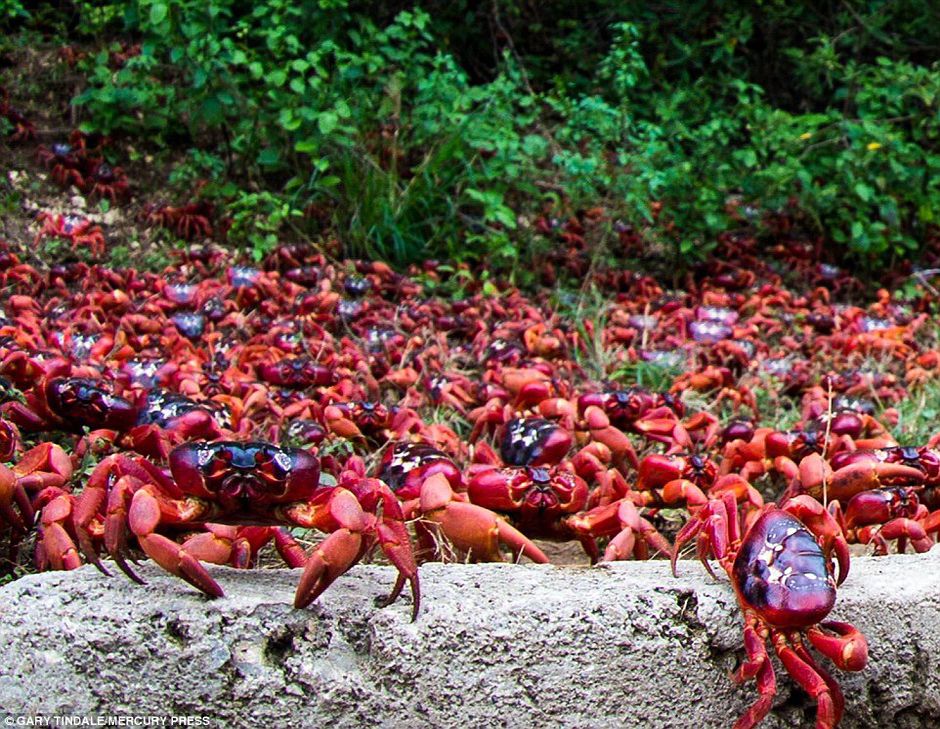 圣诞岛红蟹大迁徙 公路深陷红色海洋