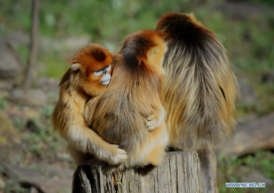 CHINA-SHAANXI-GOLDEN MONKEY (CN) 